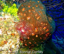 Split-Crown Feather Duster seen in Grand Cayman August 20... by Bonnie Conley 